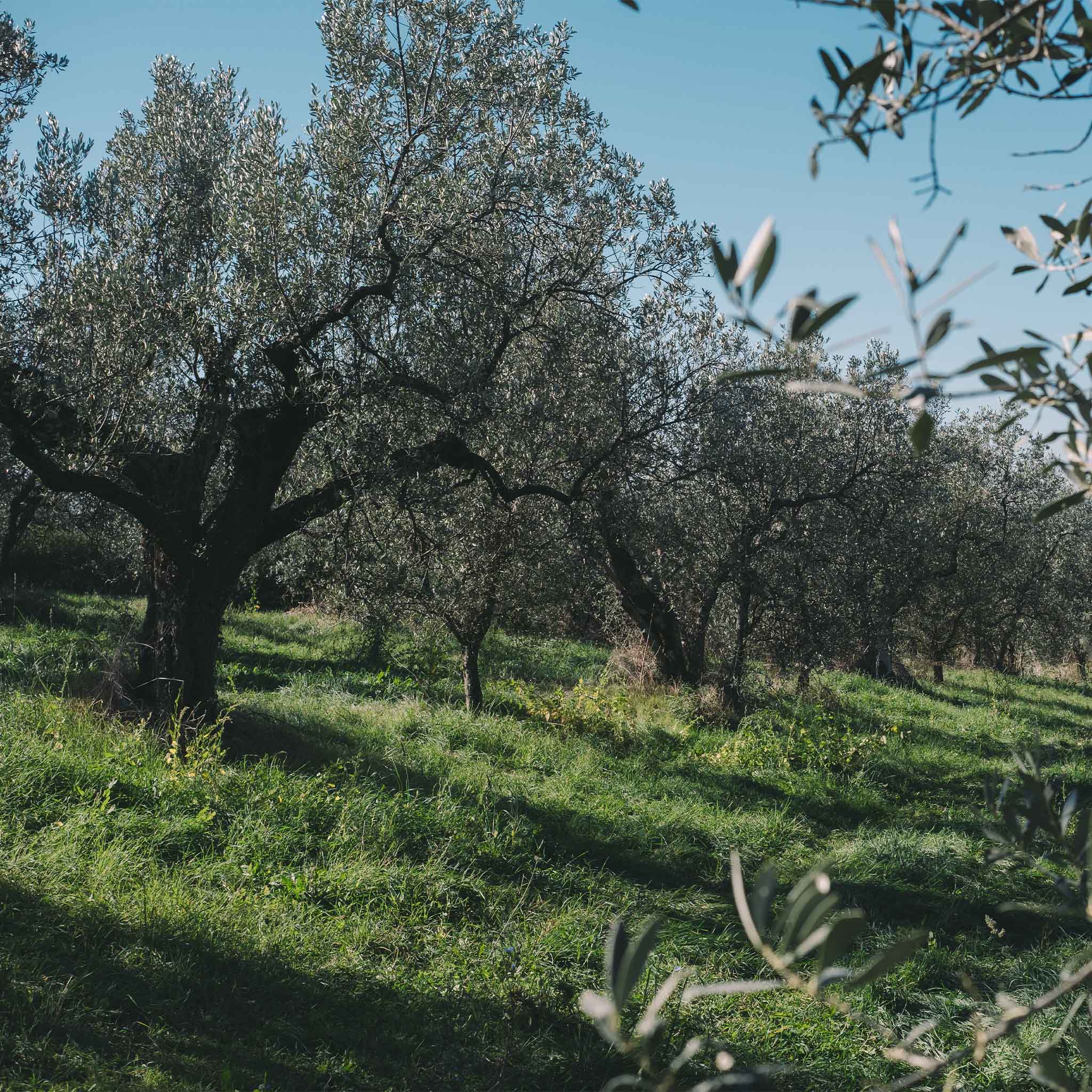 Dolce Vita Vivus Bio Italiano