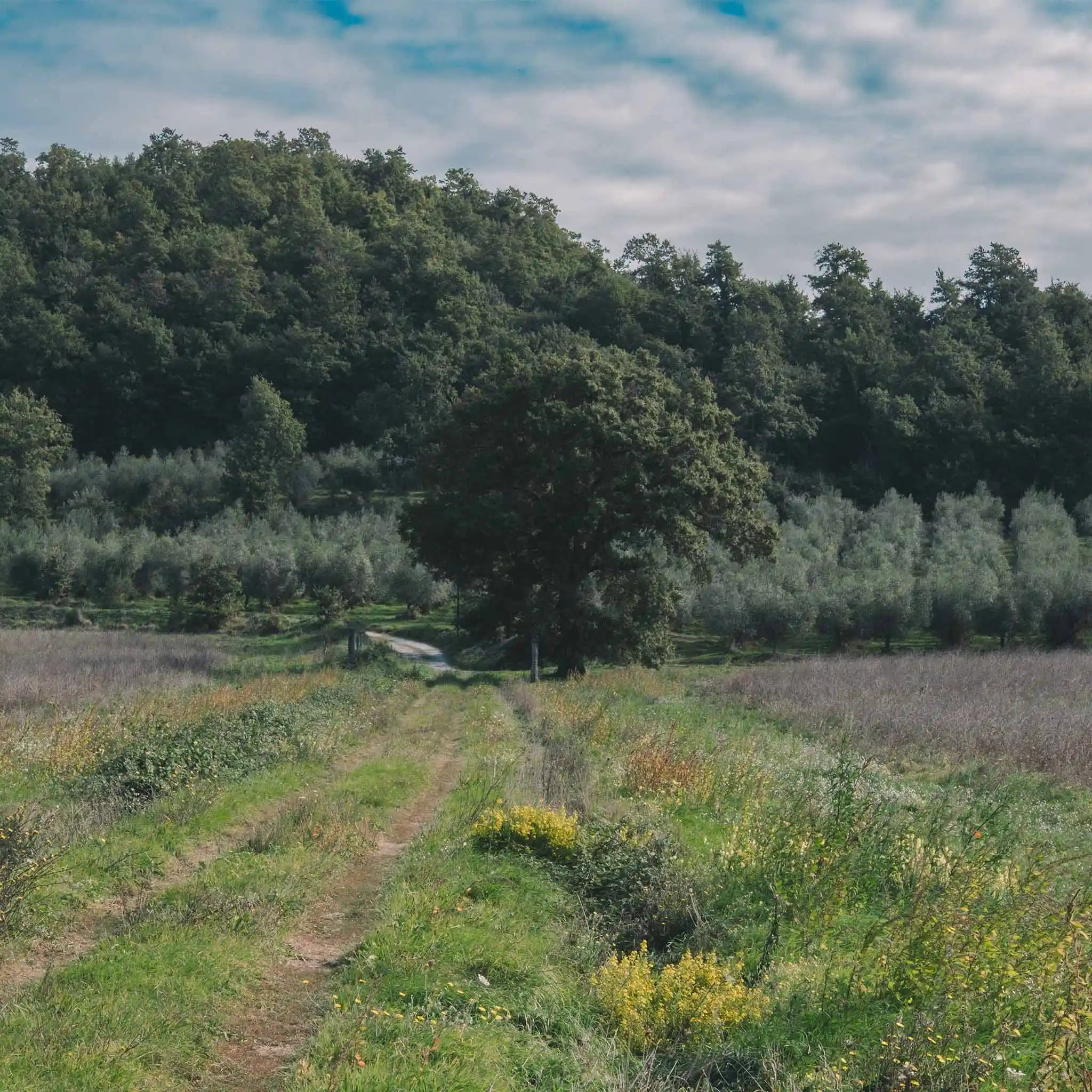 D.O.P. Tuscia Extra Virgin Olive Oil