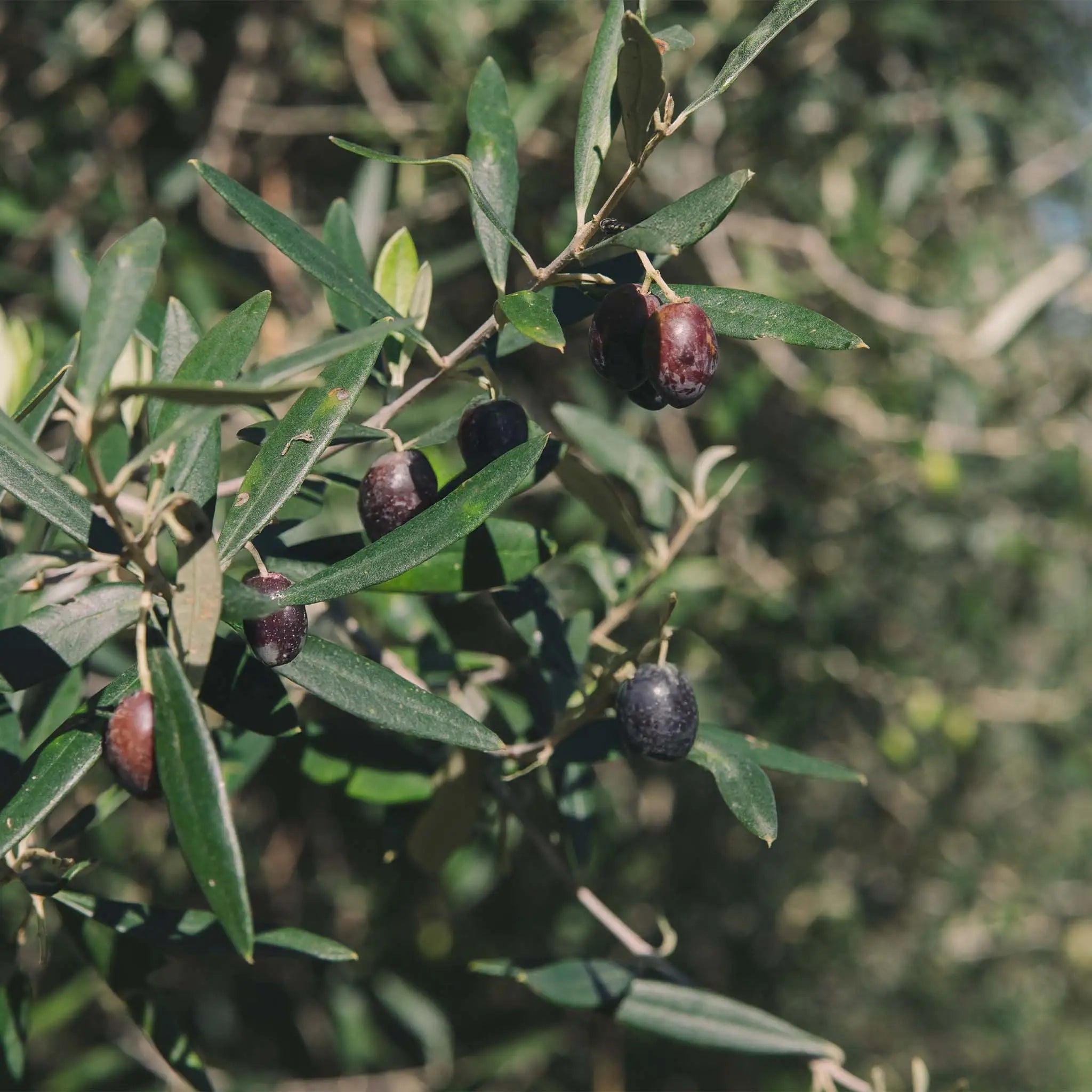 Dolce Vita Vivus Bio Italiano