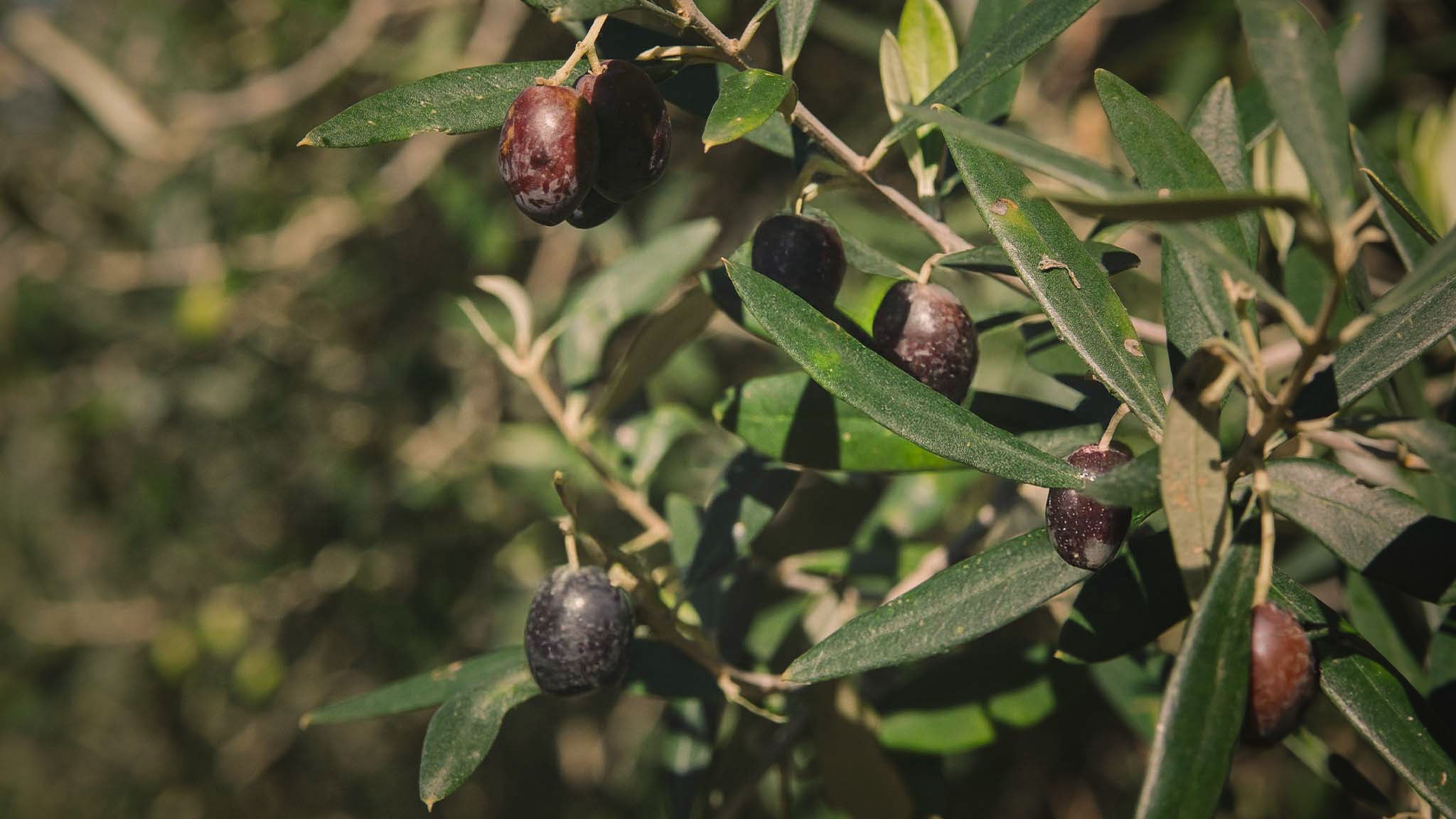 Novello Primizia Non Filtrata