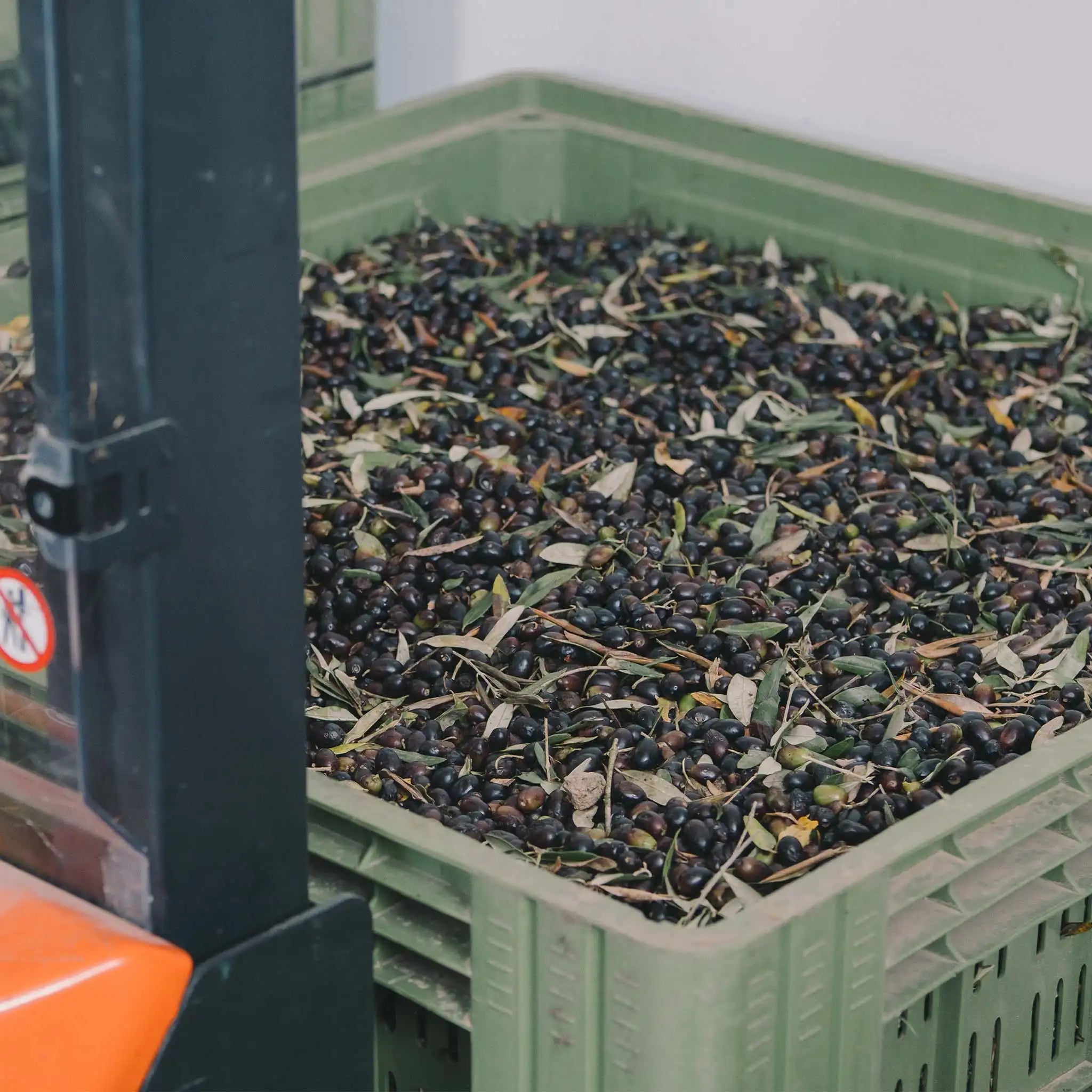 Dolce Vita Vivus Bio Italiano