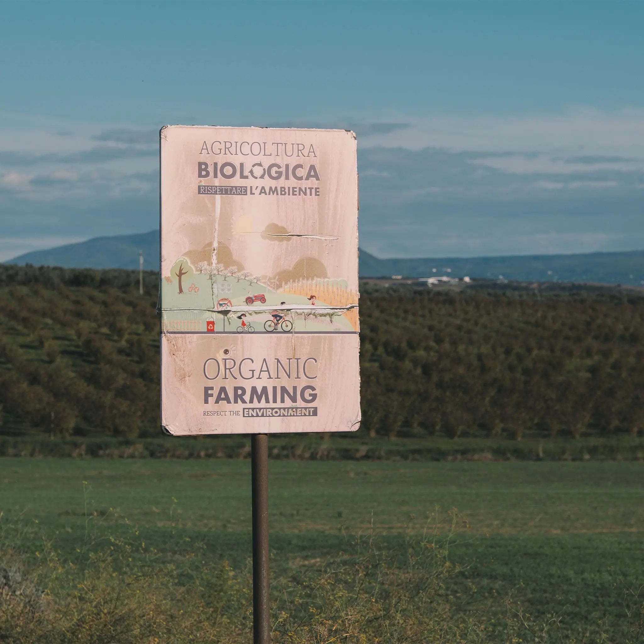 Olio Extra Vergine di Oliva Biologico