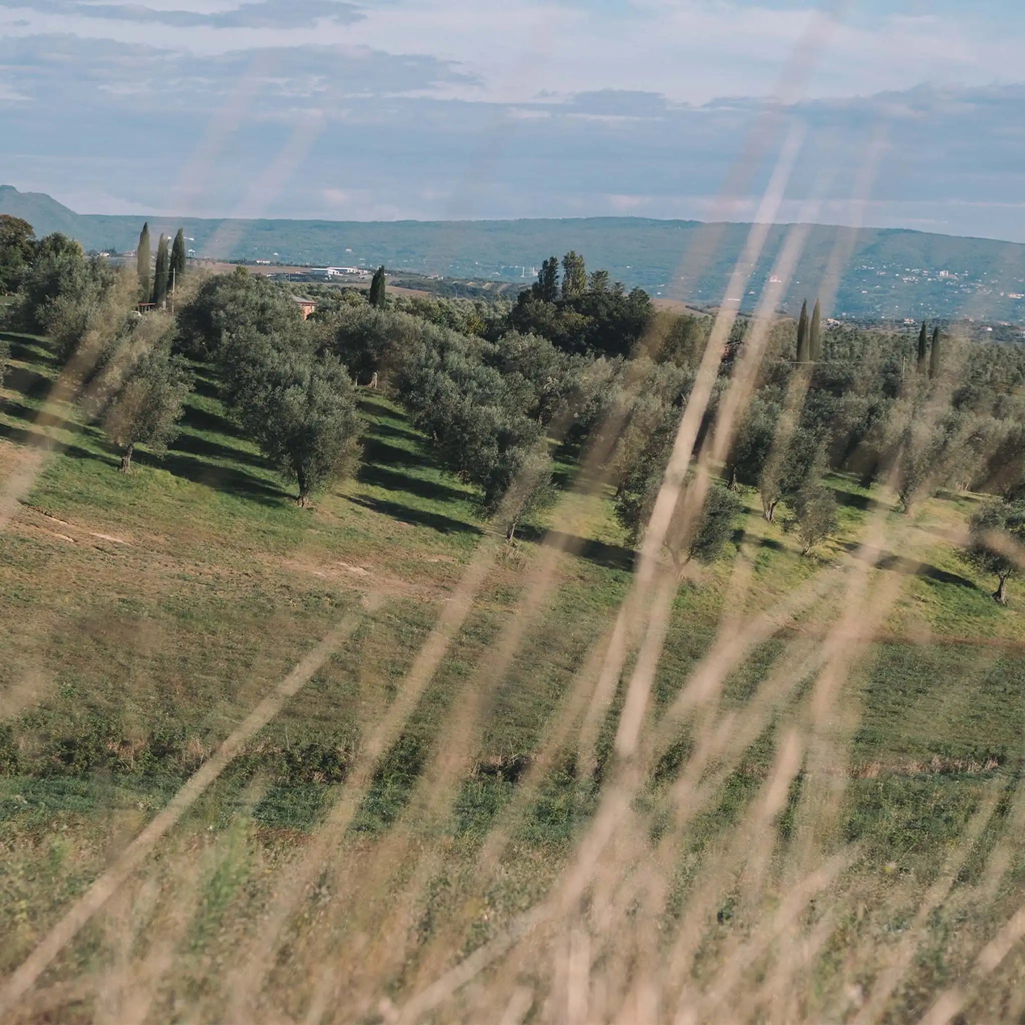 Olio Extra Vergine di Oliva Biologico