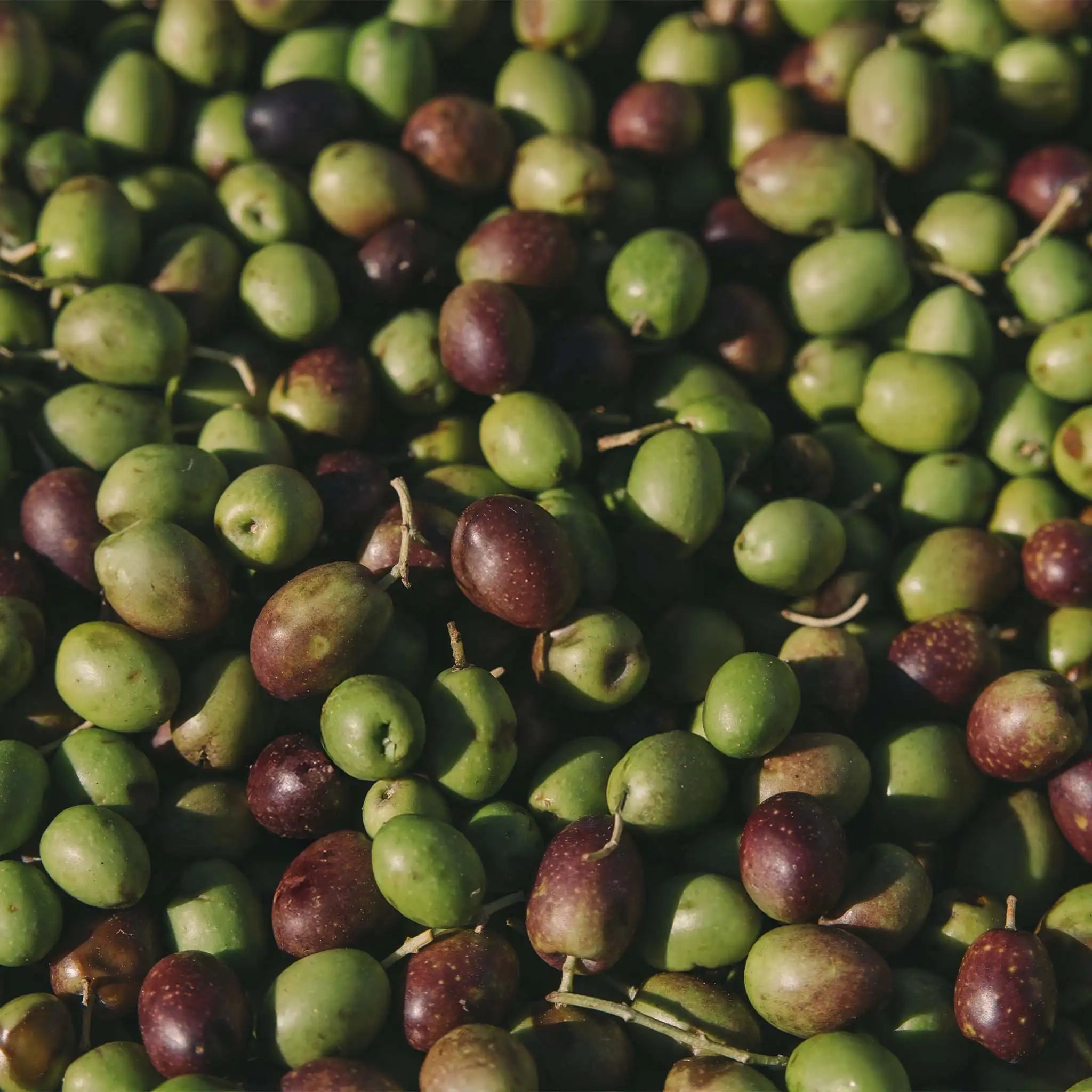 D.O.P. Tuscia Extra Virgin Olive Oil