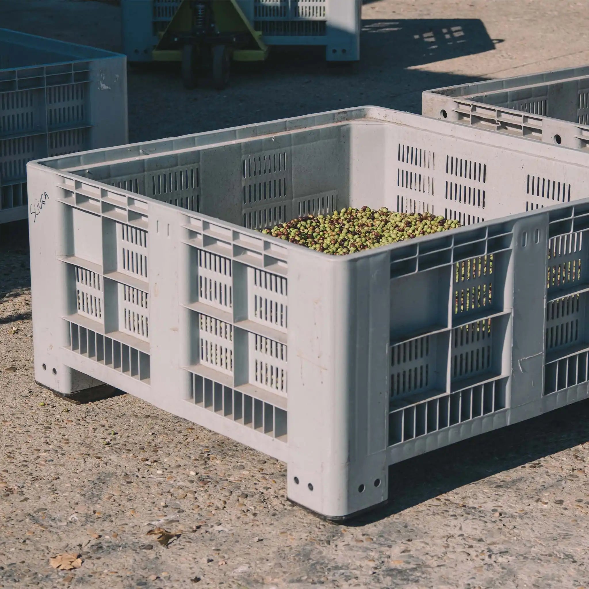 Novello Primizia Non Filtrata