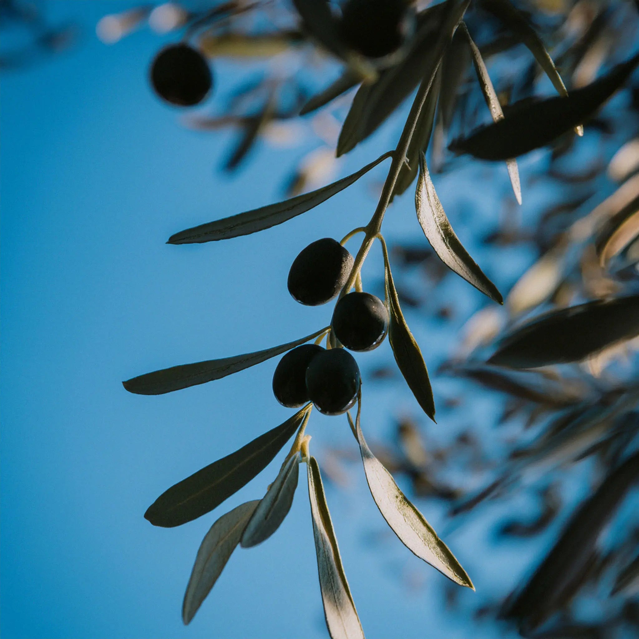 Olio Extra Vergine di Oliva Biologico