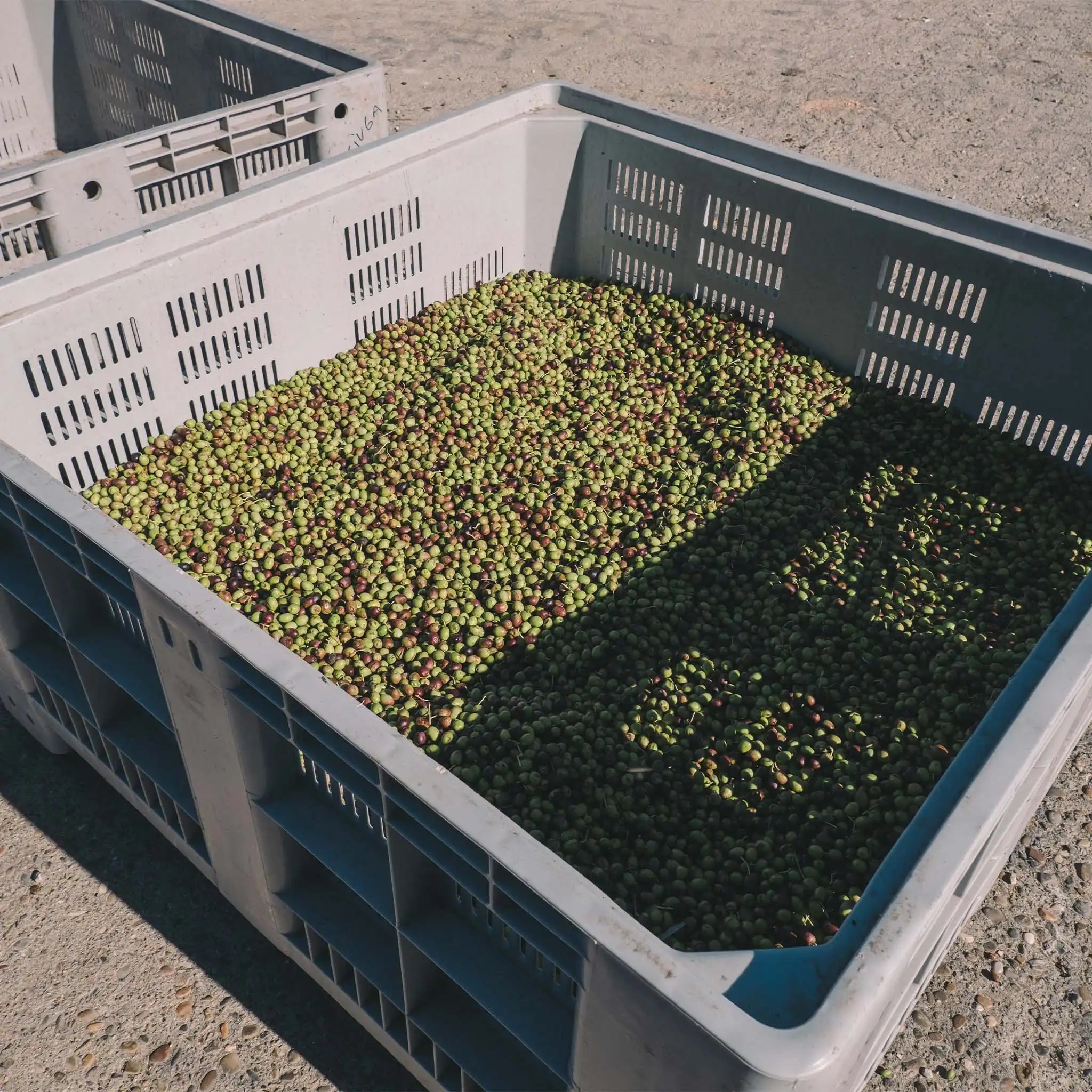 Olio Extra Vergine di Oliva Biologico